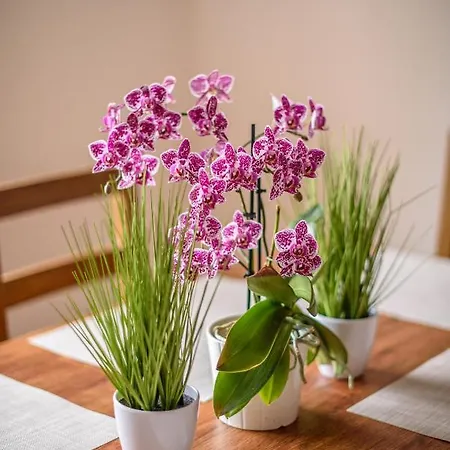 Slavikov Apartament
